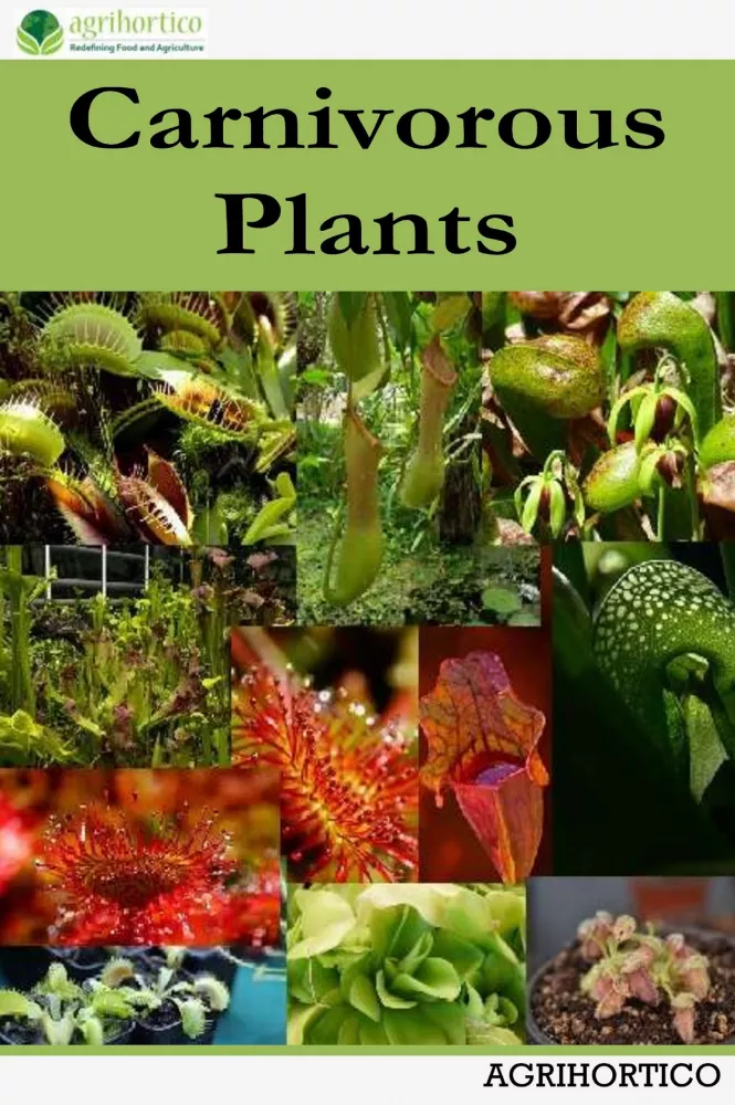 Carnivorous Plants borító