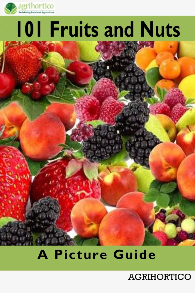 101 Fruits and Nuts borító