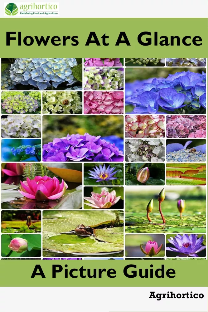 Flowers at a Glance borító