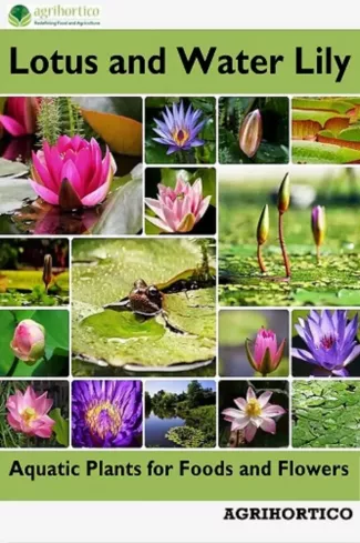 Lotus and Water Lily borító